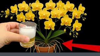 Simple secret with beer to help orchids grow strong roots and bloom all year round