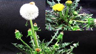 Time-Lapse. Dandelion Flowers To Seed Heads