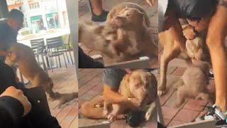 Pit Bull attacks small dog and bit its ear off at a Pet-friendly Yard House Restaurant