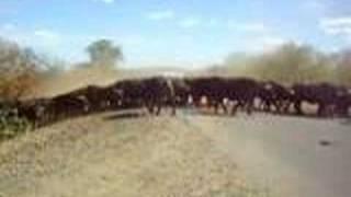 Buffalo Stampede at Kruger Park