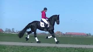 Stal Okkema's Codor v. Jerker hengst 2016