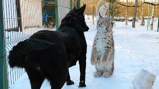 THE FIRST MEETING OF A LYNX AND A DOG THIS YEAR