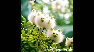  Add a Touch of Whimsy with Cat's Eye Dazzle Flowers!  #seeds #flowers #gardendelight #garden