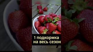 Удивительная подкормка клубники: Получите урожай жизни всего одной обработкой весной #клубника