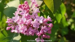 Lilac blooms beautifully. Чудово цвіте бузок. Замечательно цветет сирень.