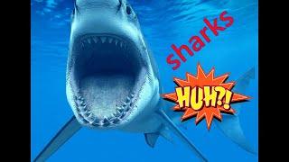 ПОДВОДНЫЙ МИР. Нападение акулы. UNDERSEA WORLD. Shark attack.