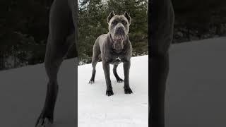 Cane Corso