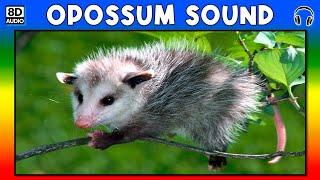  OPOSSUM SOUND - OPOSSUM SOUND EFFECT - SOUND OF OPOSSUM - NOISE OF OPOSSUM