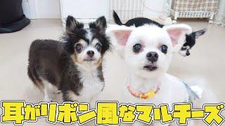 耳がリボン風なマルチーズ　ひみつきちなう！#1  (チワワ トイプードル チワックス マルプー ビションフリーゼ マルチーズ ミックス犬)