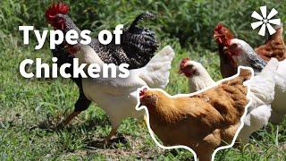 5 Types of Chickens You Should Know About 