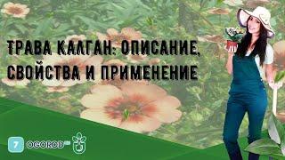 Трава калган: описание, свойства и применение