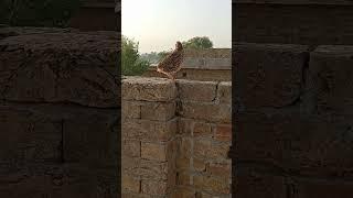 batair ki awaz #beautifulvoice #bird #desi #beautifulbird #pigeon batair ki awaz