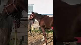 These horses are going to create new generation