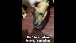 Don't touch when dogs eat something #shorts AnimalTube - World of animals