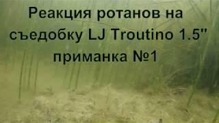 Реакция ротанов на съедобку  Lucky John Troutino 1,7". Приманка №1.Подводная съёмка