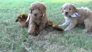 Safaridoodles-Panda-video 1