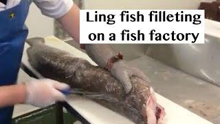 Ling fish filleting on a fish factory. How to fillet a Ling fish. Морская щука (Мольва)
