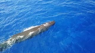 Whales and Sea Life - Kwajalein Atoll