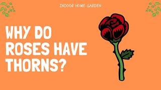 Why Do Roses Have Thorns?