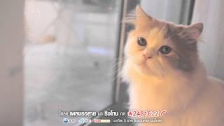 Sqweez Animal สควีซ แอนนิมอล - คำบางคำ Enchanté | (OFFICIAL MV)