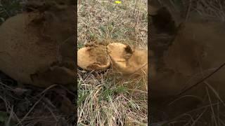 ШОК!Даже грибы кашляют Когда попробовал дедушкин табак.  Lycoperdon. Пыльник. Головач. 馬勃.
