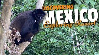 Encountering Spider Monkeys in the Jungles of Grand Sirenis Riviera Maya Resort | Vancity Adventure