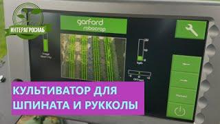 #Шпинат #Рукола прополка культиватором #Garford. Междурядье 5 см . Точность прополки 100%.