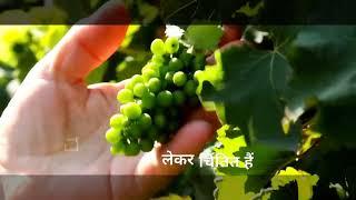 grapes Farming challanges & solution by Ecoboat Botanicals.