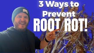 How to prevent root rot in hydroponics!