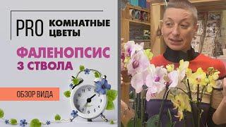 Обзор фаленопсисов - что такое 3 ствола | Почему я люблю фаленопсисы микс