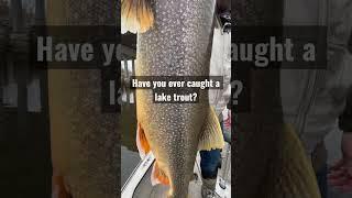Have you ever caught a lake trout? One of my favorite species! I love fishing for lakers!