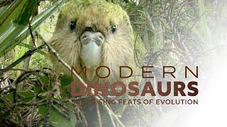 Modern Dinosaurs: A Very Strange Parrot