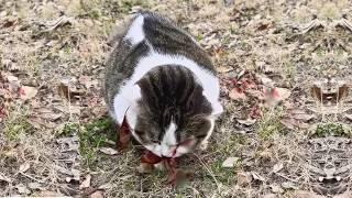 Stray Cat Almost Killed by a Car, Waits Alone for Death, Until This Happens