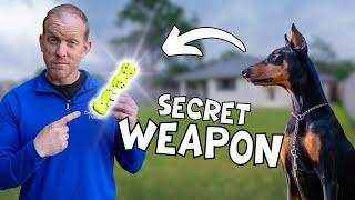 The Secret Training Tool Every Doberman Owner Needs (Game-Changer!)