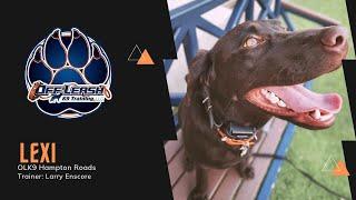 From Wild to Wonderful! Adorable Chocolate Lab Puppy | Off Leash K9 Training Hampton Roads