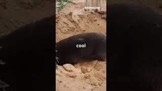 Top 5 Weirdest Land Animals #facts #wildlifeentertainment #top5 #animazing