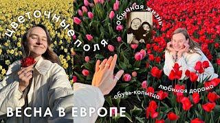 86. Тюльпаны, Таби, Дорама на 10/10 и Неделя без сладкого | ВЛОГ | Karolina K