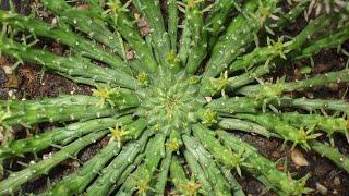 Euphorbia Medusa head propagation