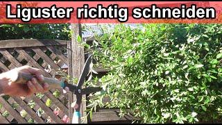 Ligusterhecke schneiden Video Anleitung – Liguster zurückschneiden / Ab wann / Wie oft /