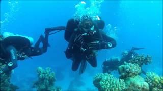 Diving Safari 2015