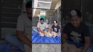 Golden retriever puppy ready #shorts #trending #viral #shortsyoutube #ytshorts #reels #dogs #puppy