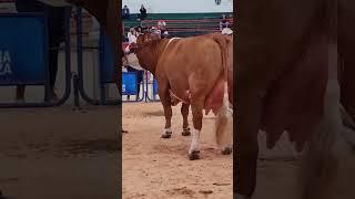  SIMMENTAL CATTLE  Biggest Bulls And Cow