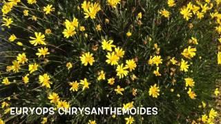 Euryops Chrysanthemoides. Garden Center online Costa Brava - Girona.