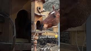 Very smart horse  #horse #funny