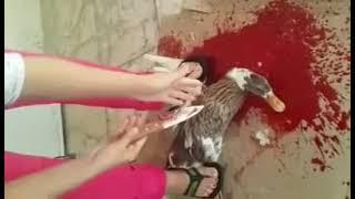 woman slaughter duk,Video source is below description