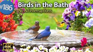 Relaxing Bird Bath  Splashing Birds  Fountain Water Sounds Uninterrupted CatTV @LensMyth