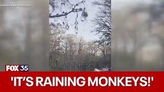 'It's raining monkeys!' Florida man records monkeys jumping from trees into river