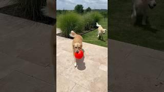 Have a great day! #goldenretriever #cute #love #viraldog #viral  #dog #dogshorts #cutedog #shorts