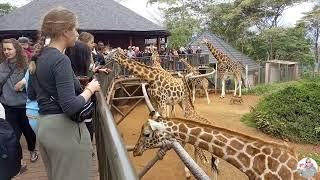 A tour of the Giraffe Centre in Nairobi, Kenya. | What to EXPECT !