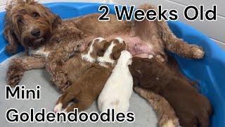 Tuxedo Goldendoodles are 2 weeks old! | Red/White | RylieXMac Litter of 4